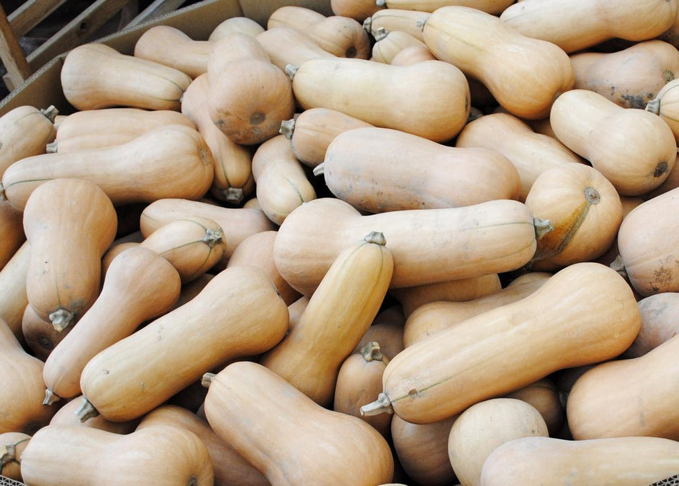 Fresh butternut squash, light tan and pear-shaped, filling a market bin. Healthy winter vegetables, produce.