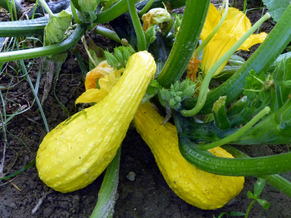 Yellow Crookneck Summer Squash