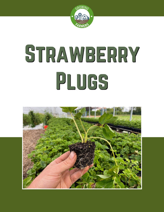 PREORDER: Galletta Strawberry Plants