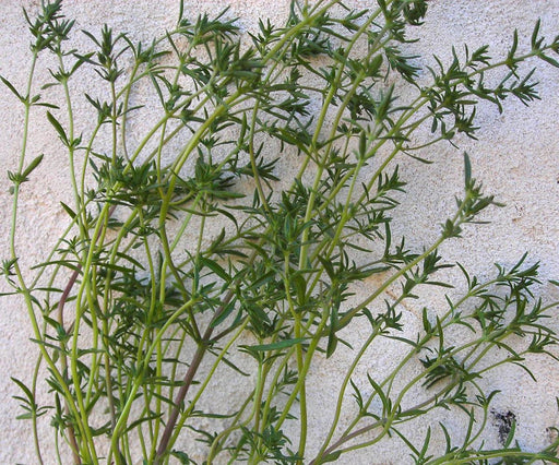 Fresh green savory herb sprigs, slender stems, narrow leaves. Aromatic plant for cooking and seasoning.