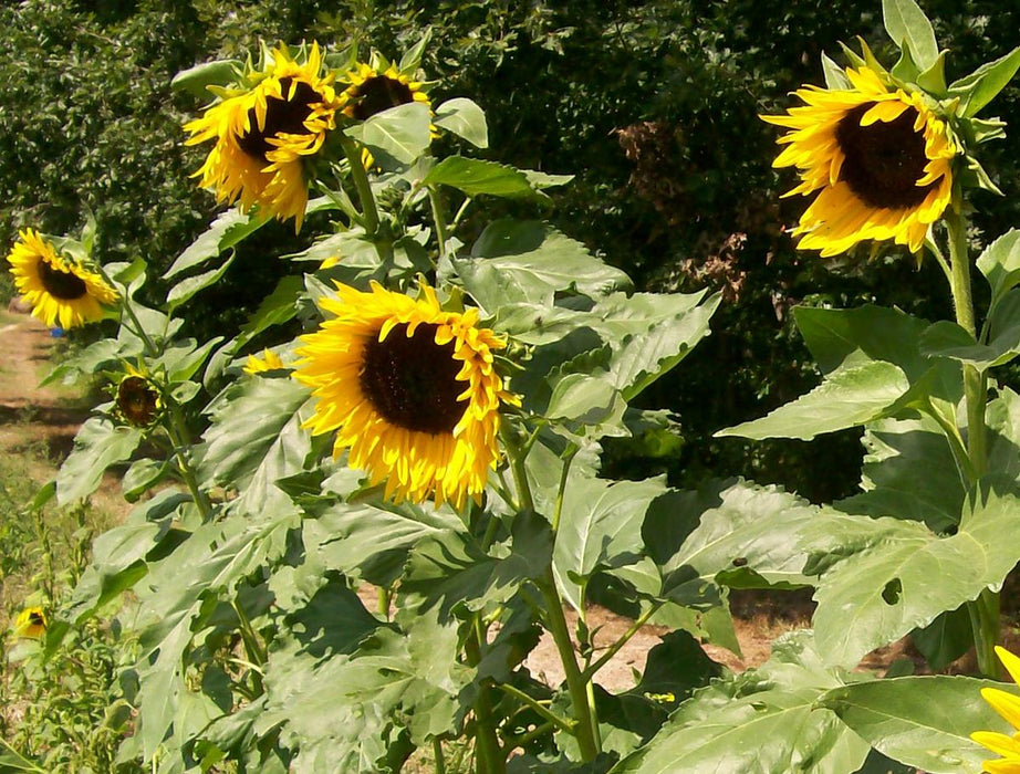 Hopi Dye Sunflower