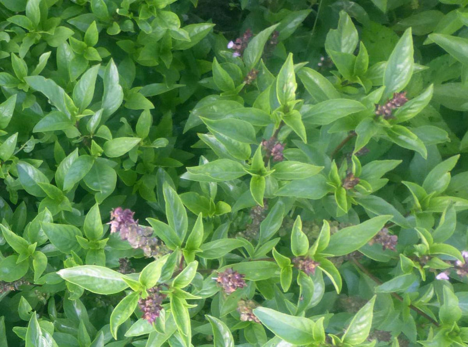 Sweet Thai Basil