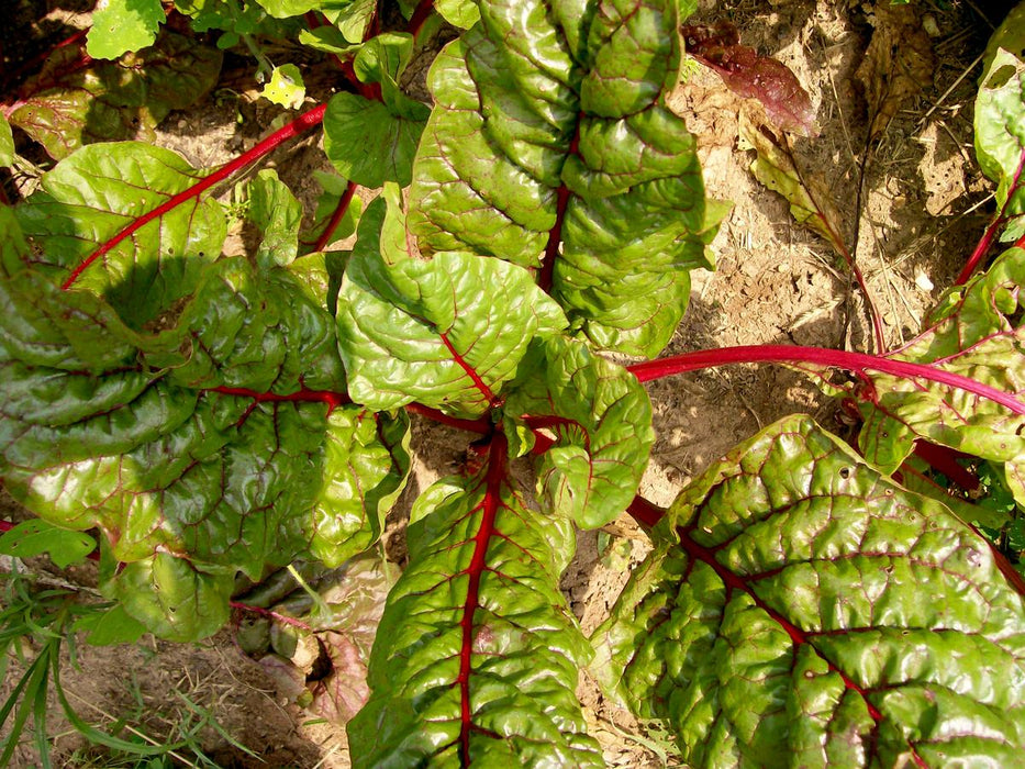 Ruby Red (Rhubarb Chard) Swiss Chard