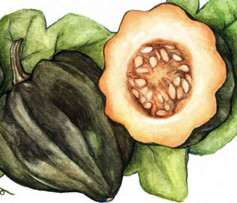 Table Queen Bush (Acorn) Winter Squash