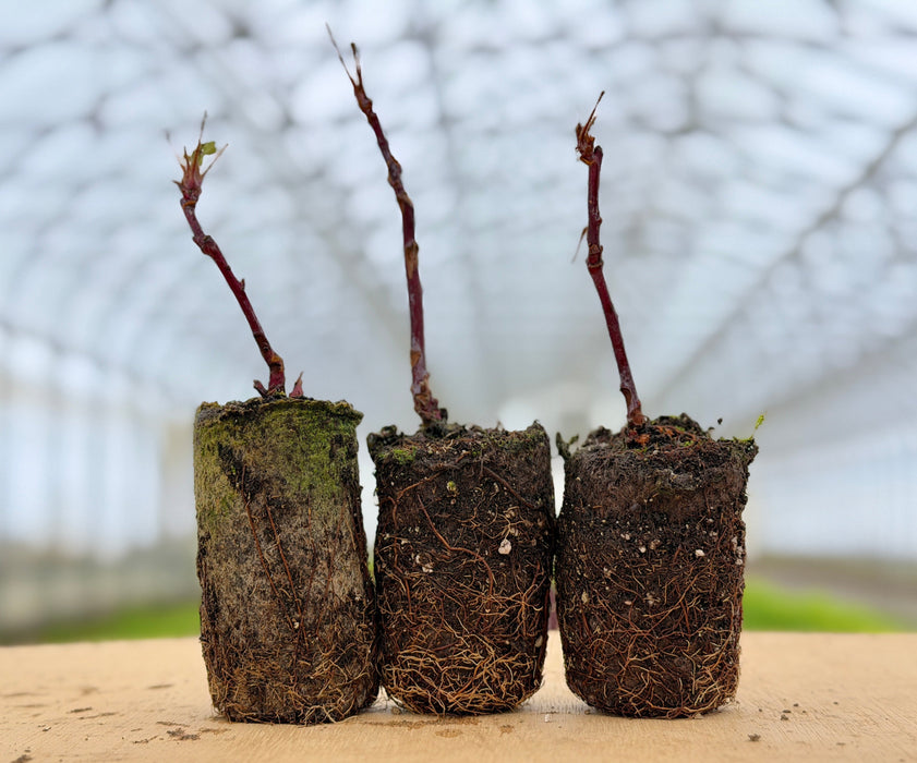 Natchez Blackberry Plant