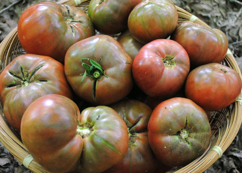 Basket of ripe, dark red and green heirloom tomatoes freshly harvested from the garden.