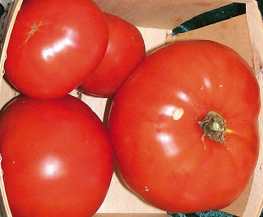 Fresh, ripe red tomatoes in a wooden box. Perfect for salads, sauces, and healthy meals.