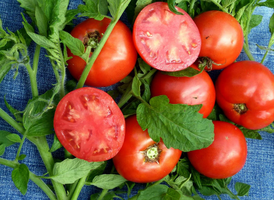 West Virginia 63 (Centennial) Tomato