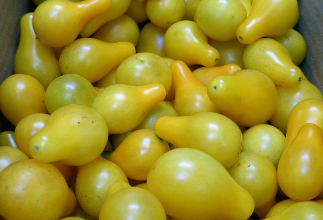 Yellow Pear Cherry Tomato