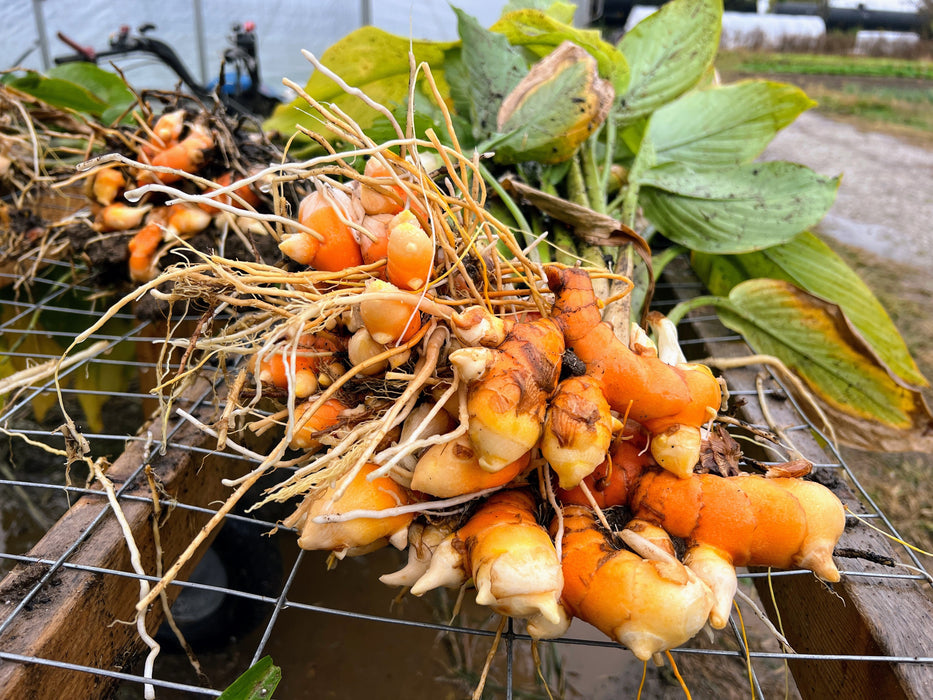 Turmeric Seed Rhizomes (Sample Pack)