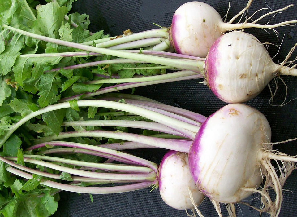 Purple Top White Globe Turnip