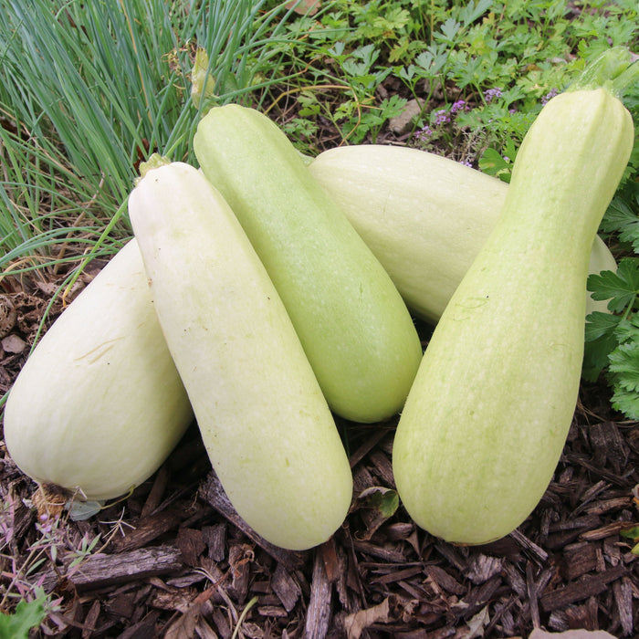 Bianco Di Trieste Zucchini