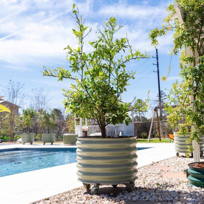 Self-Watering Rolling Citrus Tree Planter - 30 Gallon