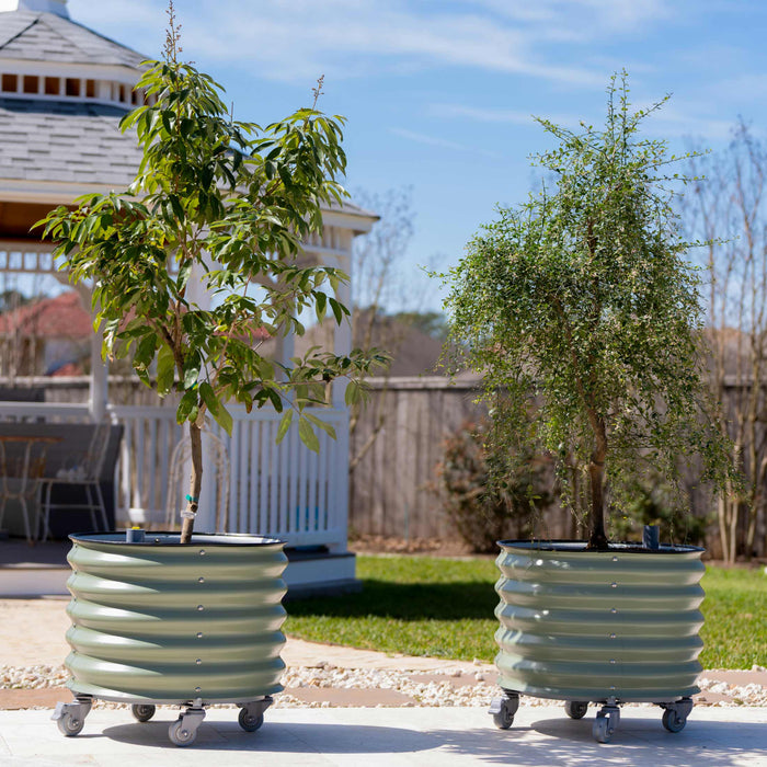 Self-Watering Rolling Citrus Tree Planter - 30 Gallon