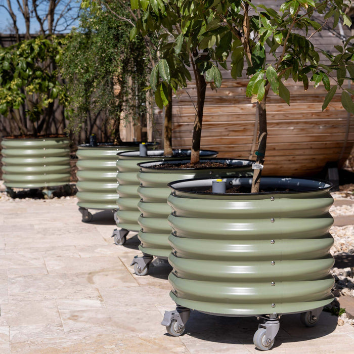 Self-Watering Rolling Citrus Tree Planter - 30 Gallon