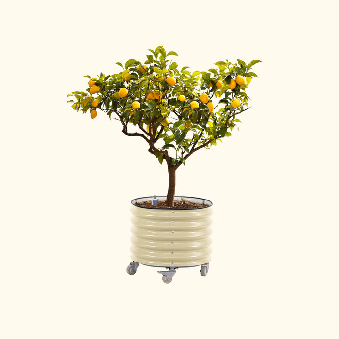 Self-Watering Rolling Citrus Tree Planter - 30 Gallon