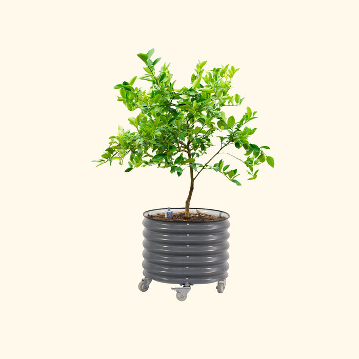 Self-Watering Rolling Citrus Tree Planter - 30 Gallon