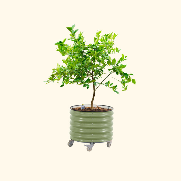Self-Watering Rolling Citrus Tree Planter - 30 Gallon