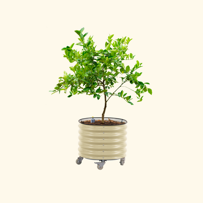 Self-Watering Rolling Citrus Tree Planter - 30 Gallon