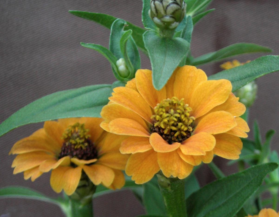 Zinnia, Peruviana Yellow