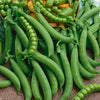 Green Arrow Pea Seeds (Organic)