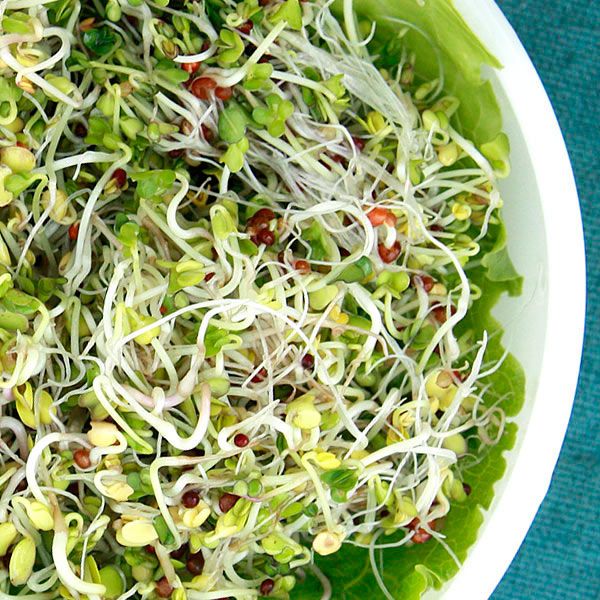 Broccoli Blend Sprouting