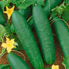 Double Yield Cucumber Seeds (Organic)