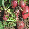 Cherry Belle Radish Seeds (Organic)