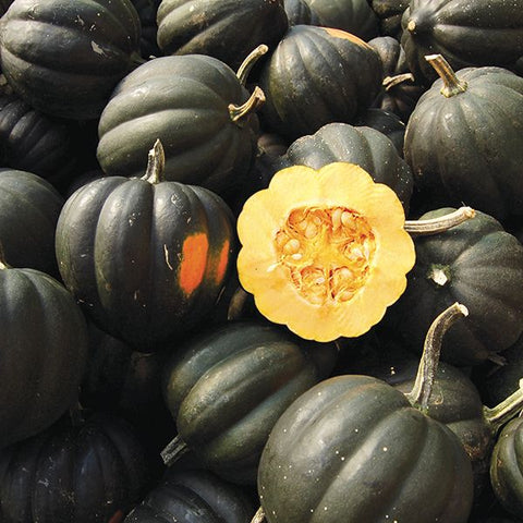 Sweet REBA Acorn Squash