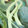 Tendergreen Bush Bean Seeds (Organic)