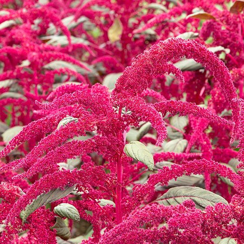 Garnet Red Amaranth Flowers
