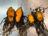 Turmeric (For Seed and Culinary) (PRE-ORDER)
