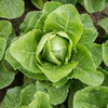 Green Towers Lettuce