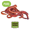 Pure Red Wiggler Composting Worms