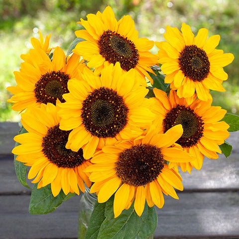 Hella Sonnenblume Sunflower