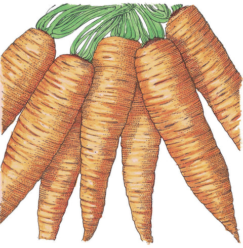 Danvers Carrot Seeds (Organic)