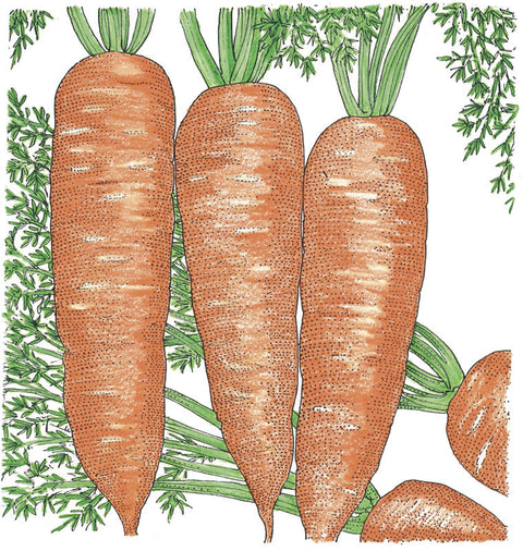 Napoli Carrot Seeds (Organic)