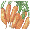 Little Finger Carrot Seeds (Organic)