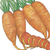 Chantenay Carrot Seeds (Organic)