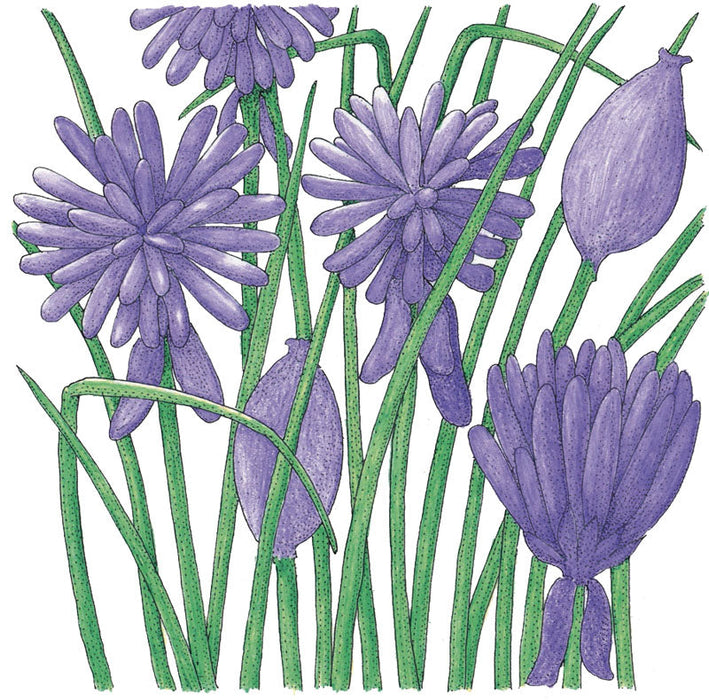 Organic Chives, Common