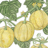 Lemon Cucumber Seeds (Organic)