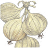 Walla Walla Onion Seeds (Organic)