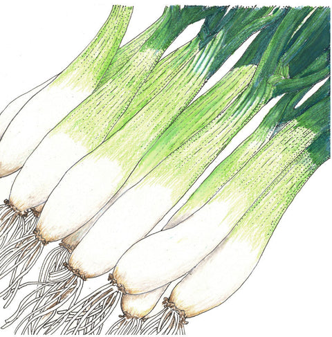 Evergreen Bunching Onion Seeds (Organic)
