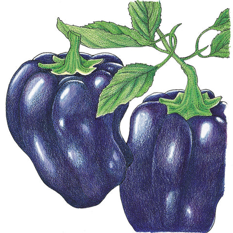 Purple Beauty Sweet Pepper Seeds (Organic)