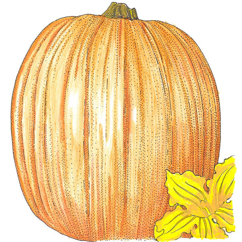 Howden Pumpkin Seeds (Organic)