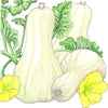 Butternut Winter Squash Seeds (Organic)