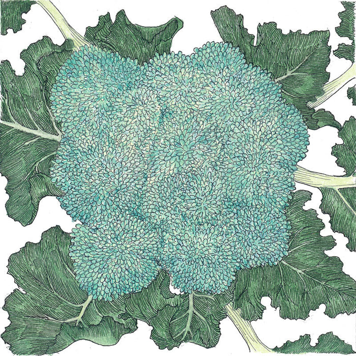 Calabrese Broccoli Seeds (Organic)