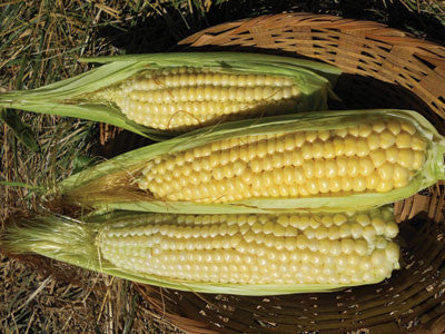 Ashworth Corn