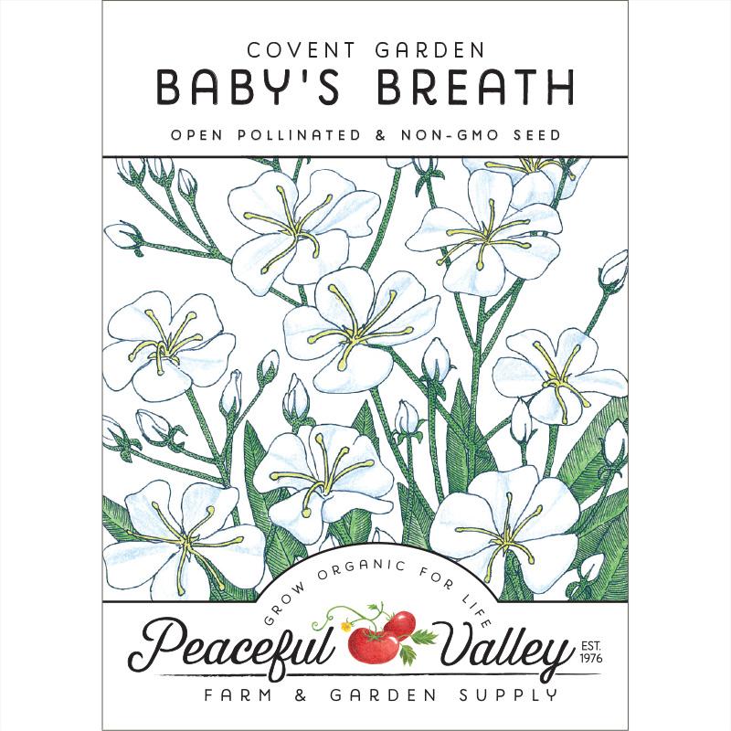 Baby's Breath (1/4 lb)
