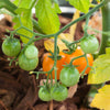 Bi-color Cherry Tomato Seeds (Organic)